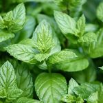 cultiver de la menthe dans votre jardin