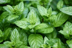 cultiver de la menthe dans votre jardin