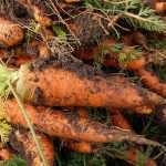 Bouillie bordelaise dans le potager