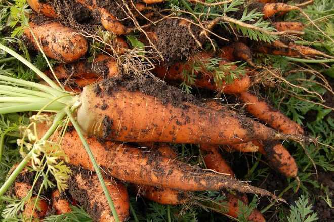 Bouillie bordelaise dans le potager