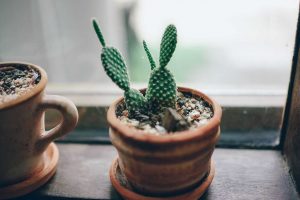 Prendre soin d'un cactus