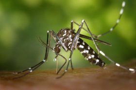 Meilleur répulsif contre les moustiques