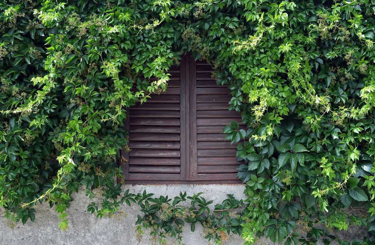 Le mur végétal, un isolant performant, esthétique et écologique