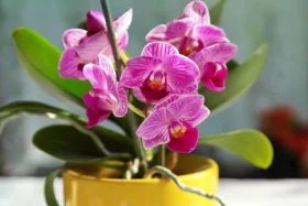 Prendre soin d’une orchidée