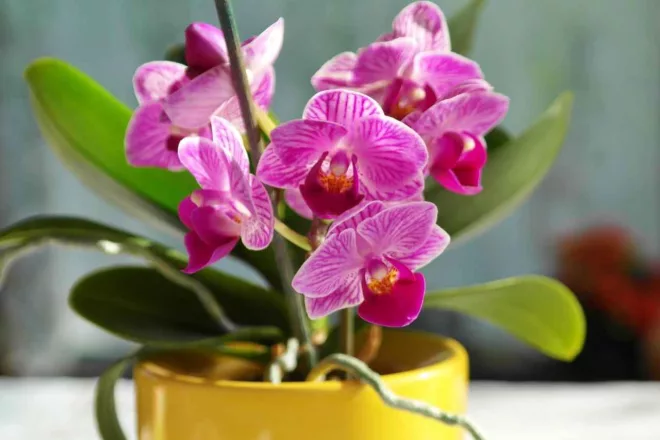 Prendre soin d’une orchidée