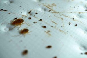 Traces d'infestation de punaise de lit