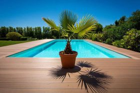 Pourquoi choisir un palmier en pot d'extérieur pour votre jardin ?