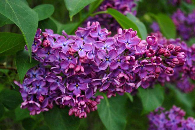 Lilas du Japon : Comment le planter et l'entretenir ?