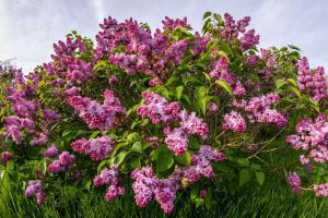 Le lilas japonais