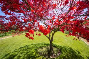 Entretenir le lilas japonais