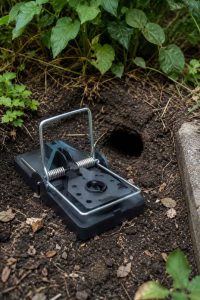 Une photo d'un piège mécanique installé stratégiquement près d'un trou de rat, illustrant une méthode efficace et sécurisée pour capturer les rongeurs